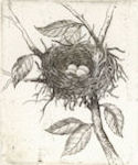 etching of a warbler nest