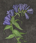 image of an urbanized willow gentian