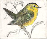 original etching of wilson's warblers