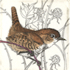 etching of a wren on a branch